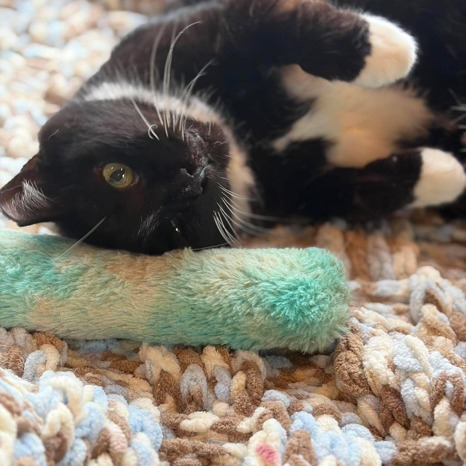 Enlarge Sam, a ADOPTABLE Tuxedo in Huntington, NY image 4/4