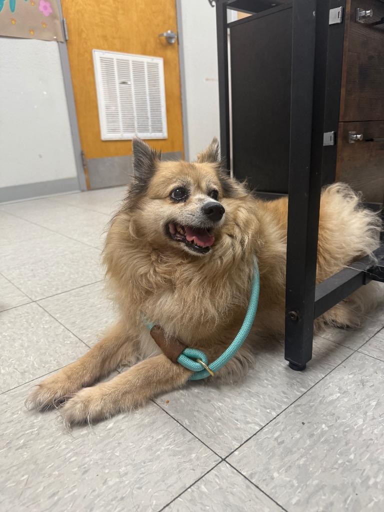 CoCo, Adopted, Adult Female Australian Shepherd.