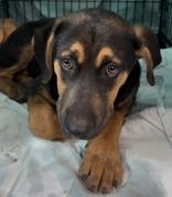 Mudpie, adopted, Young Male Mixed Breed.
