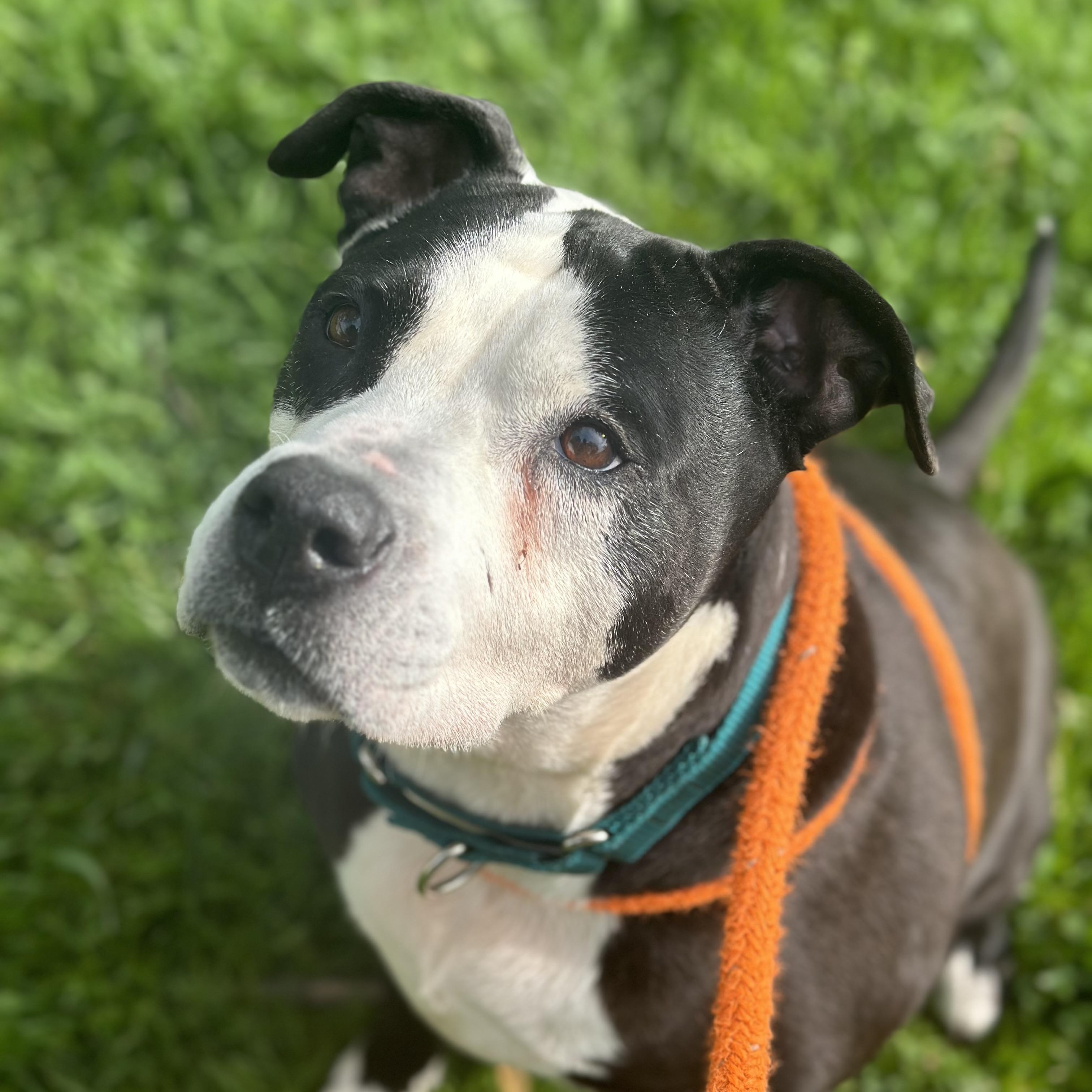 Lola, a Adoptable Mixed Breed in Youngstown, OH image 2/4