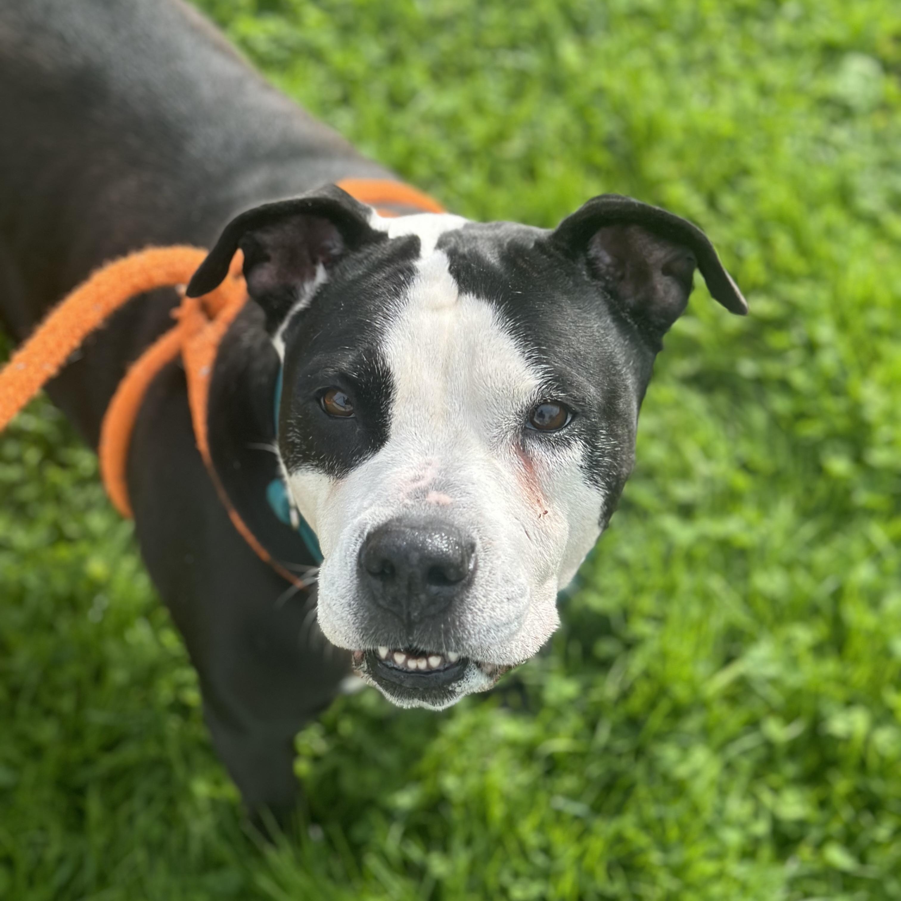 Lola, a Adoptable Mixed Breed in Youngstown, OH image 1/4