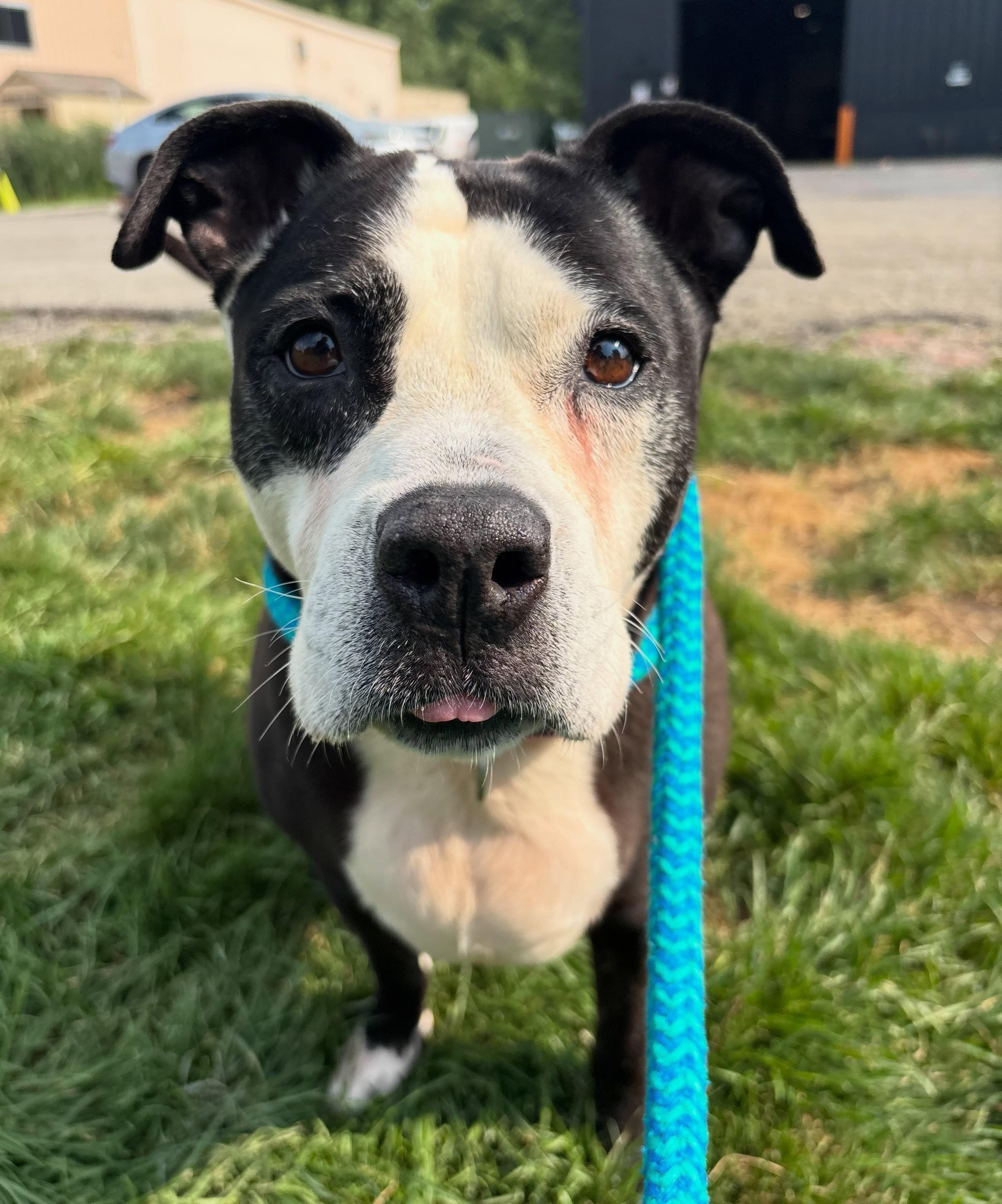 Lola, Adoptable, Adult Female Mixed Breed.