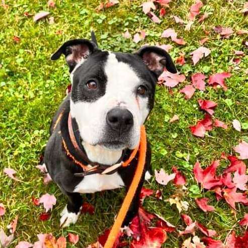 Lola, a Adoptable Mixed Breed in Youngstown, OH image 4/4