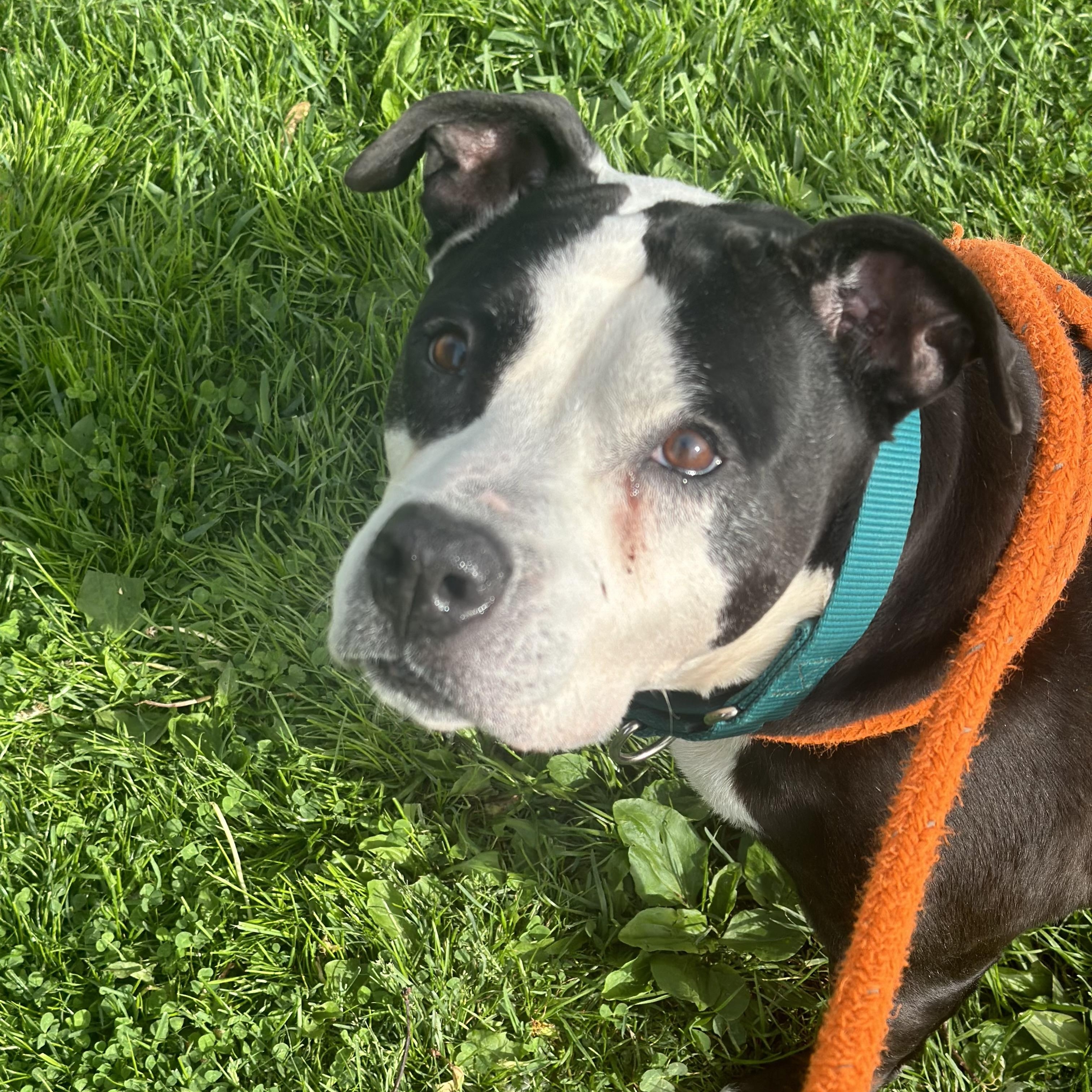 Lola, a Adoptable Mixed Breed in Youngstown, OH image 3/4