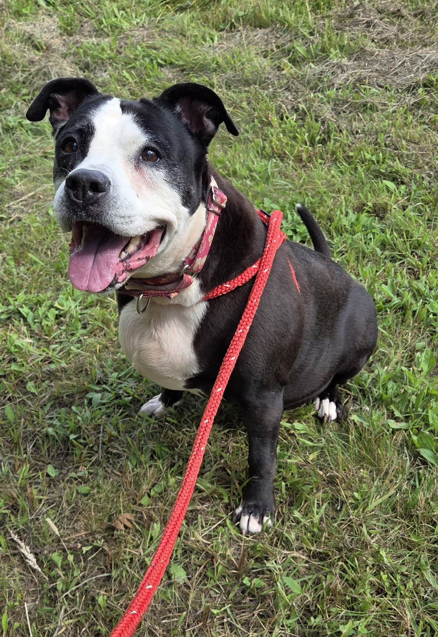 Enlarge Lola, a Adoptable Mixed Breed in Youngstown, OH image 2/5
