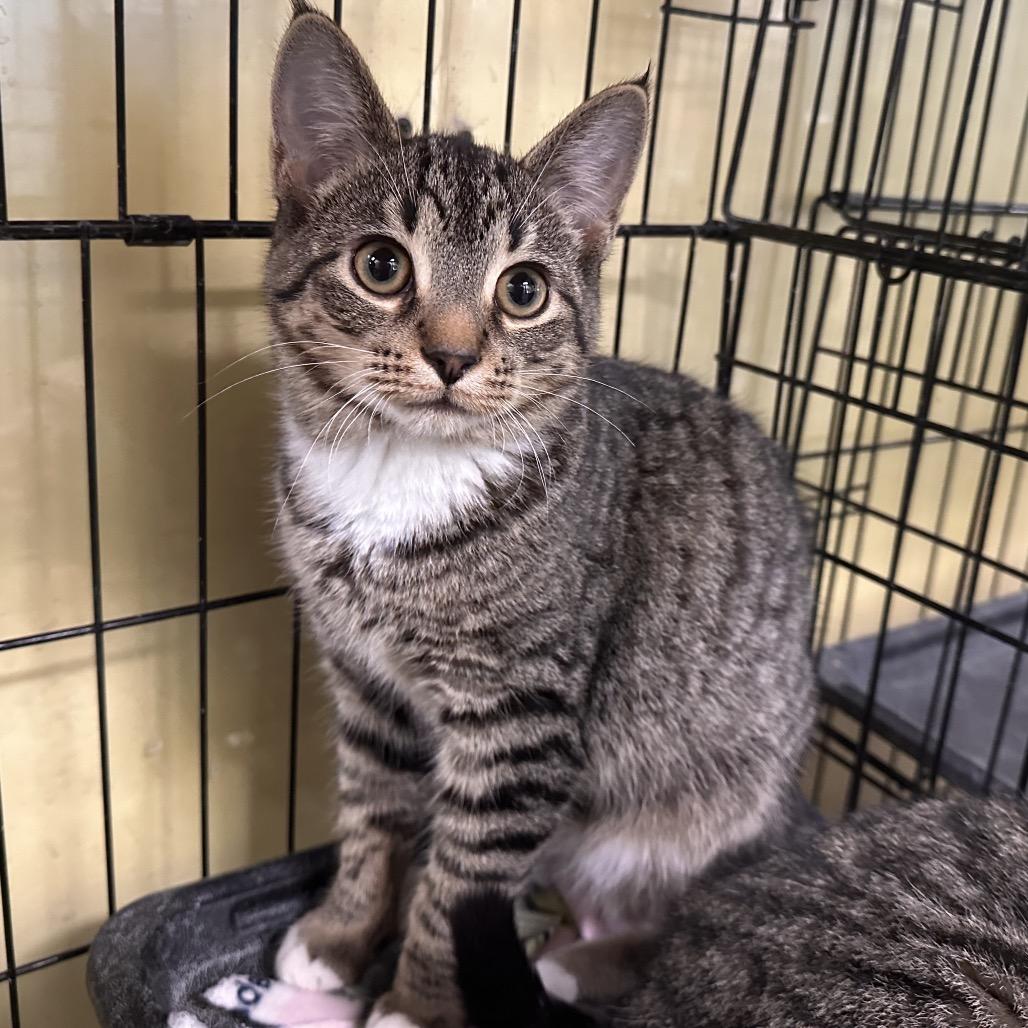 Scrappy, a Adoptable Domestic Short Hair in Mount Vernon, IN image 1/2