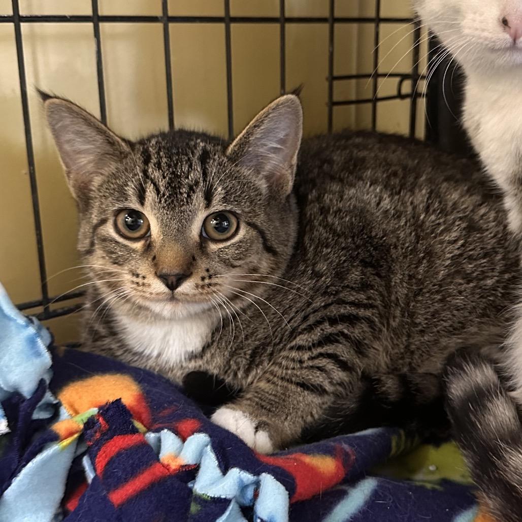 Scrappy, a Adoptable Domestic Short Hair in Mount Vernon, IN image 2/2