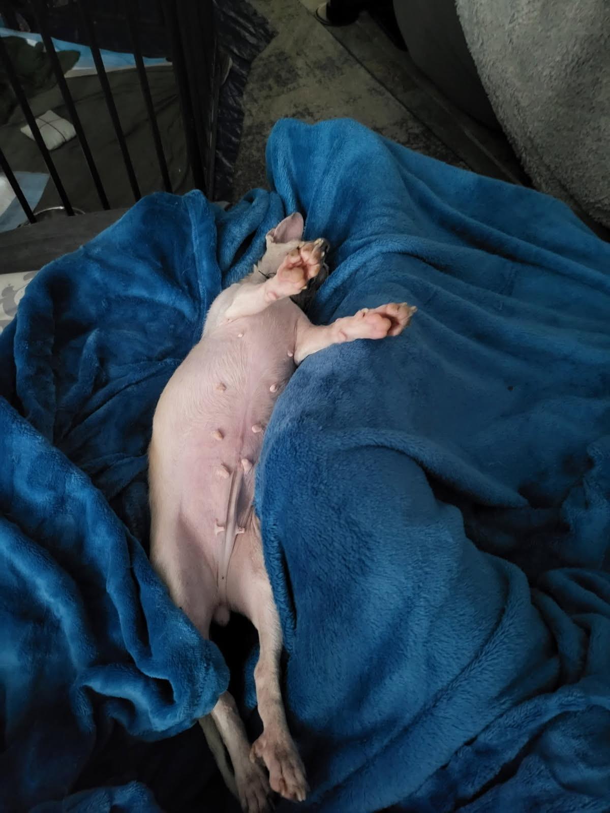 Enlarge Dalia, an adopted mixed breed in Murrieta, CA image 3/6