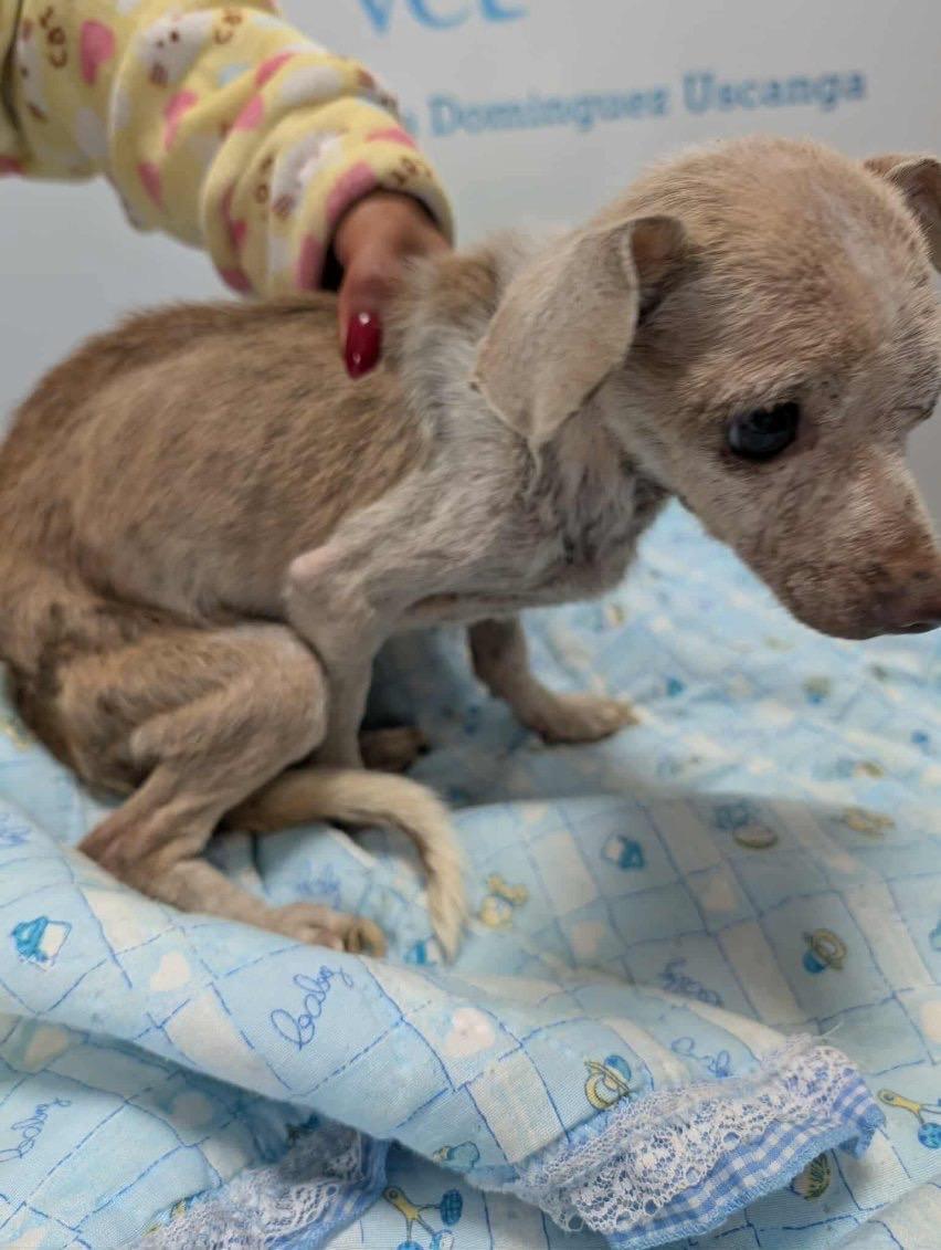 Enlarge Dalia, an adopted mixed breed in Murrieta, CA image 6/6