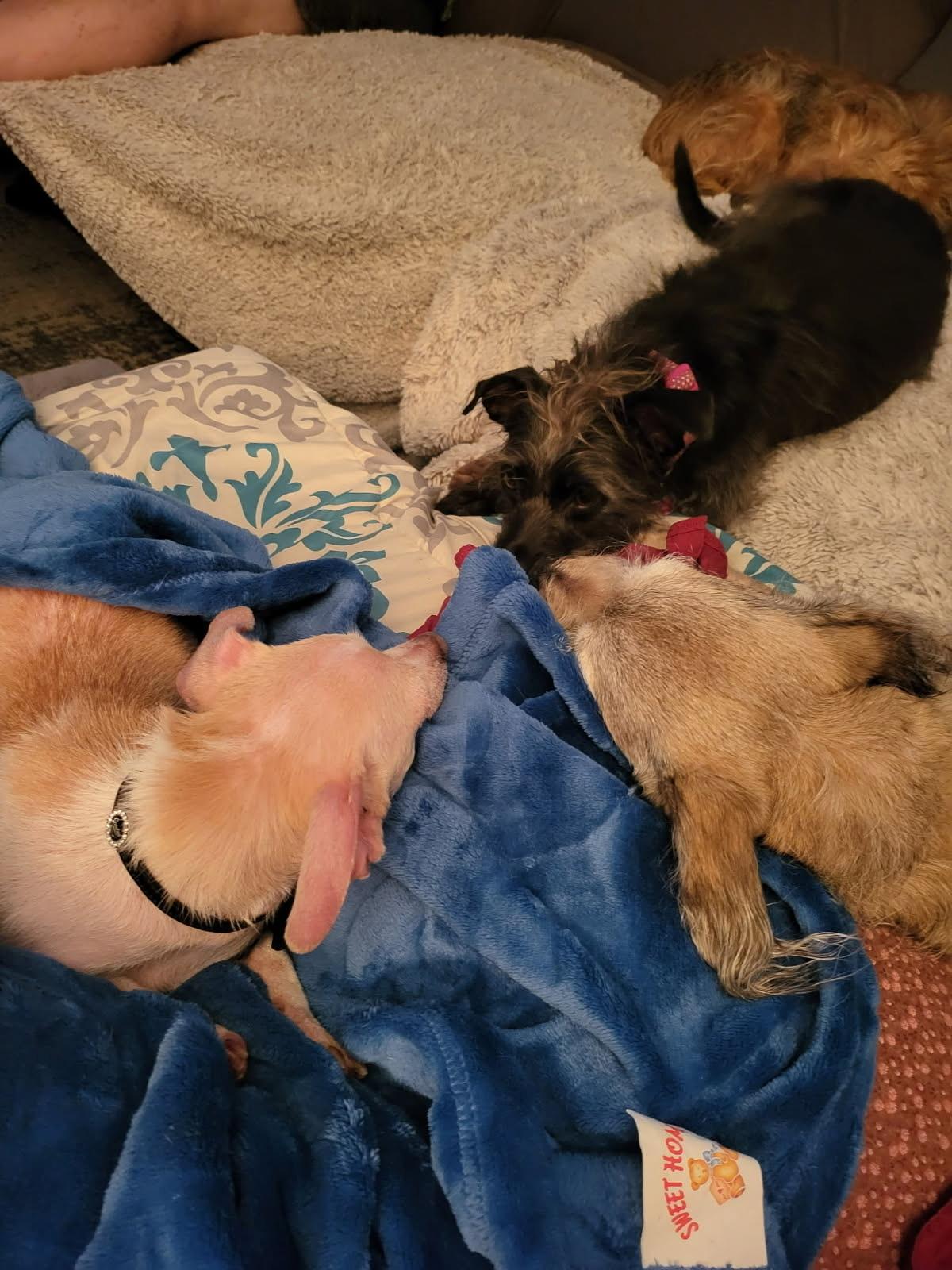 Enlarge Dalia, an adopted mixed breed in Murrieta, CA image 5/6