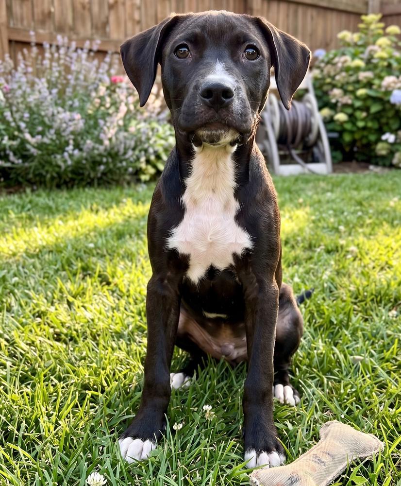 Nikko, Adoptable, Puppy Male Labrador Retriever & Boxer.