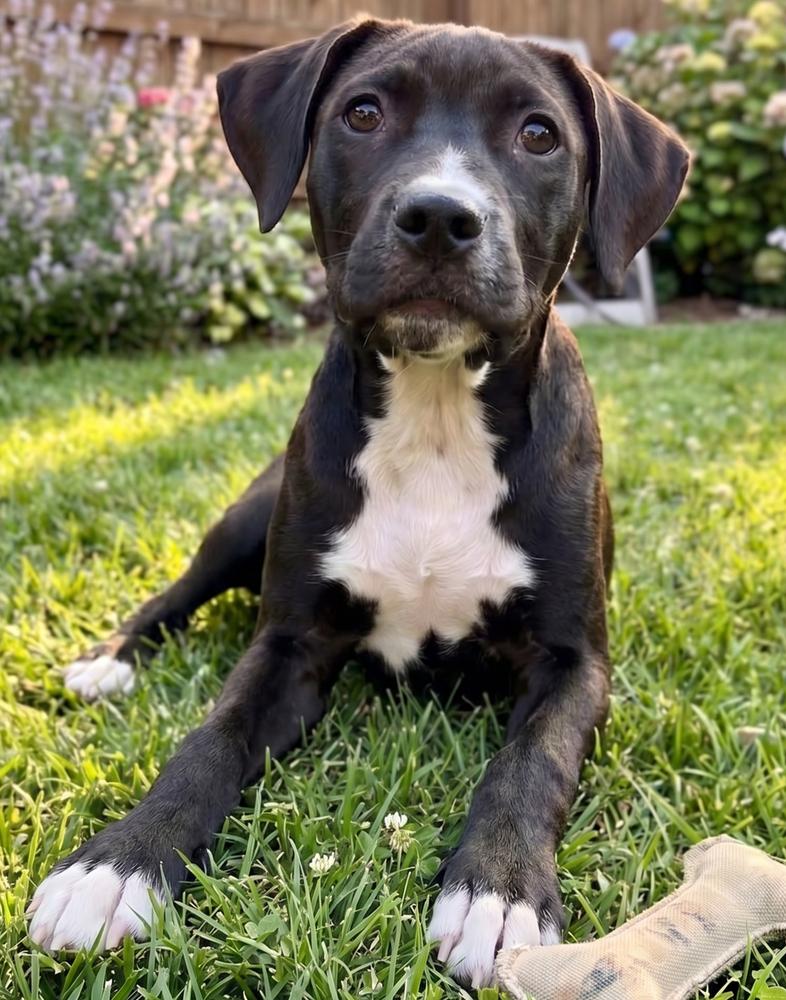 Enlarge Nikko, a Adoptable mixed breed in Crown Point, IN image 3/3