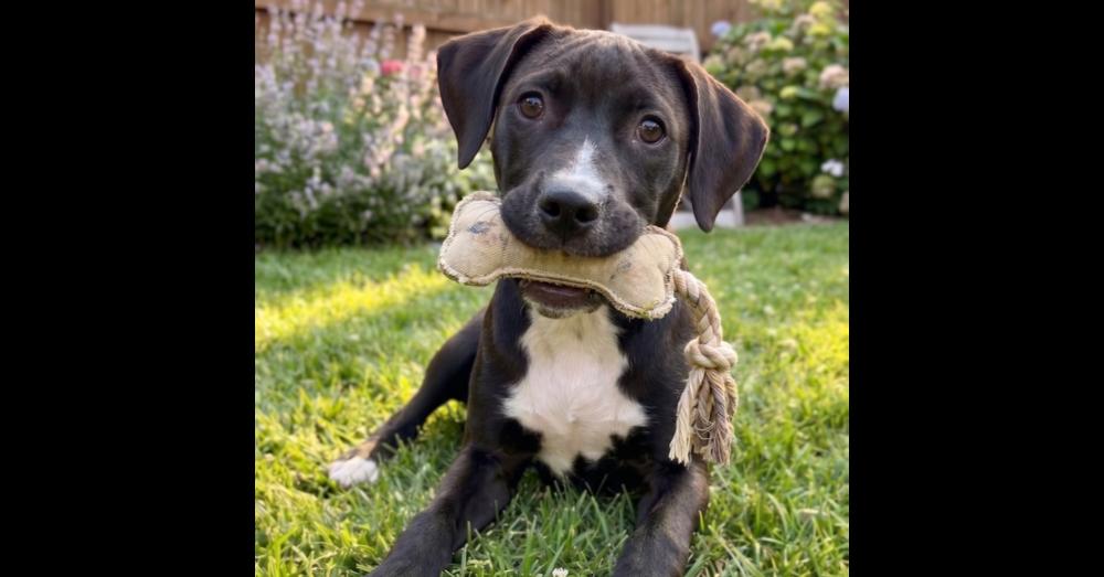 Enlarge Nikko, a Adoptable mixed breed in Crown Point, IN image 1/3