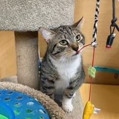 Enlarge OLIVER L (LEO’S BROTHER), an adopted Tabby in Yonkers, NY image 2/5
