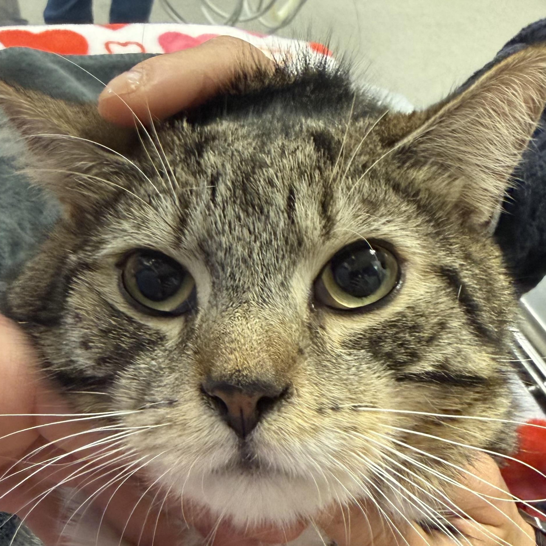 Enlarge OLIVER L (LEO’S BROTHER), an adopted Tabby in Yonkers, NY image 3/5