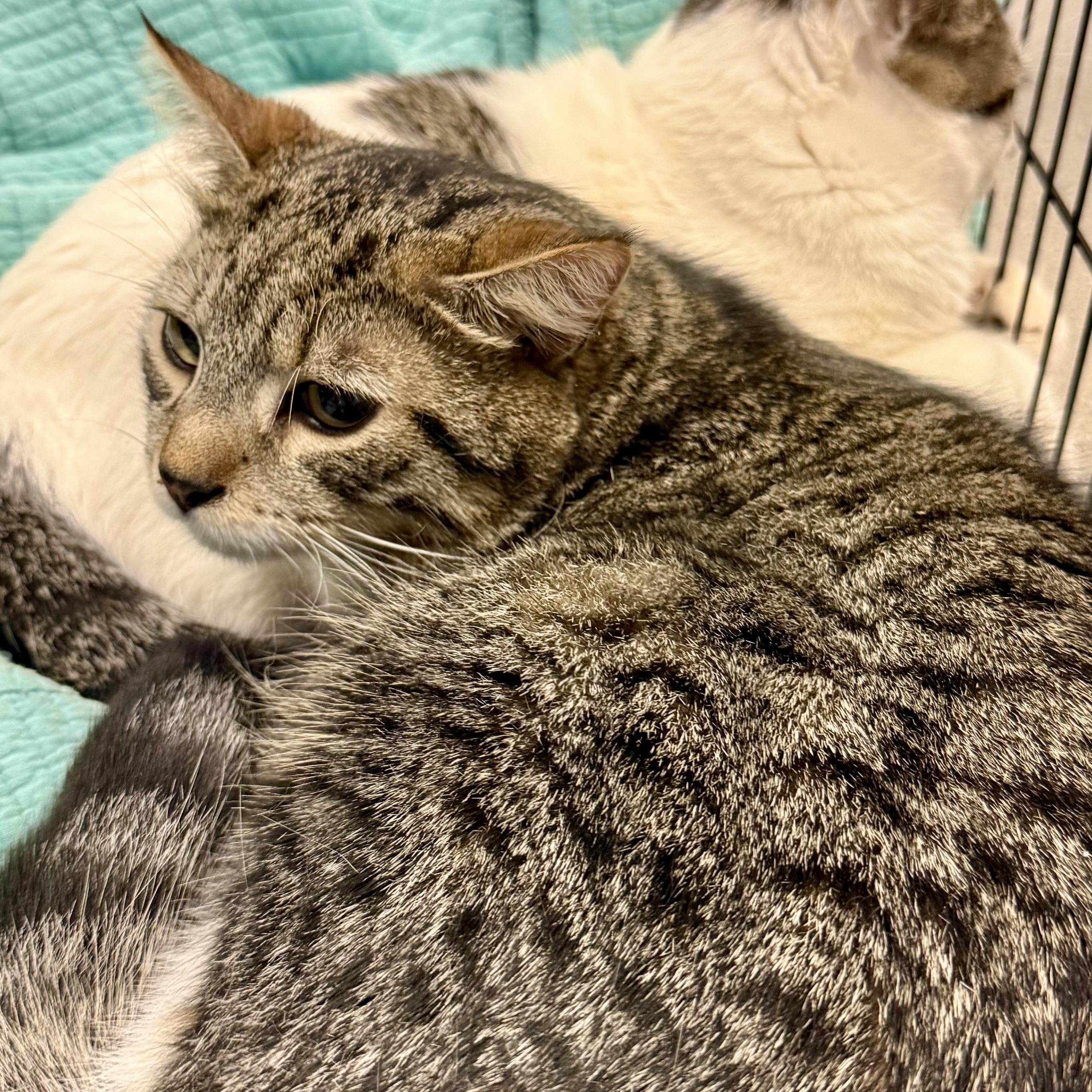 OLIVER L (LEO’S BROTHER), adopted, Young Male Tabby.