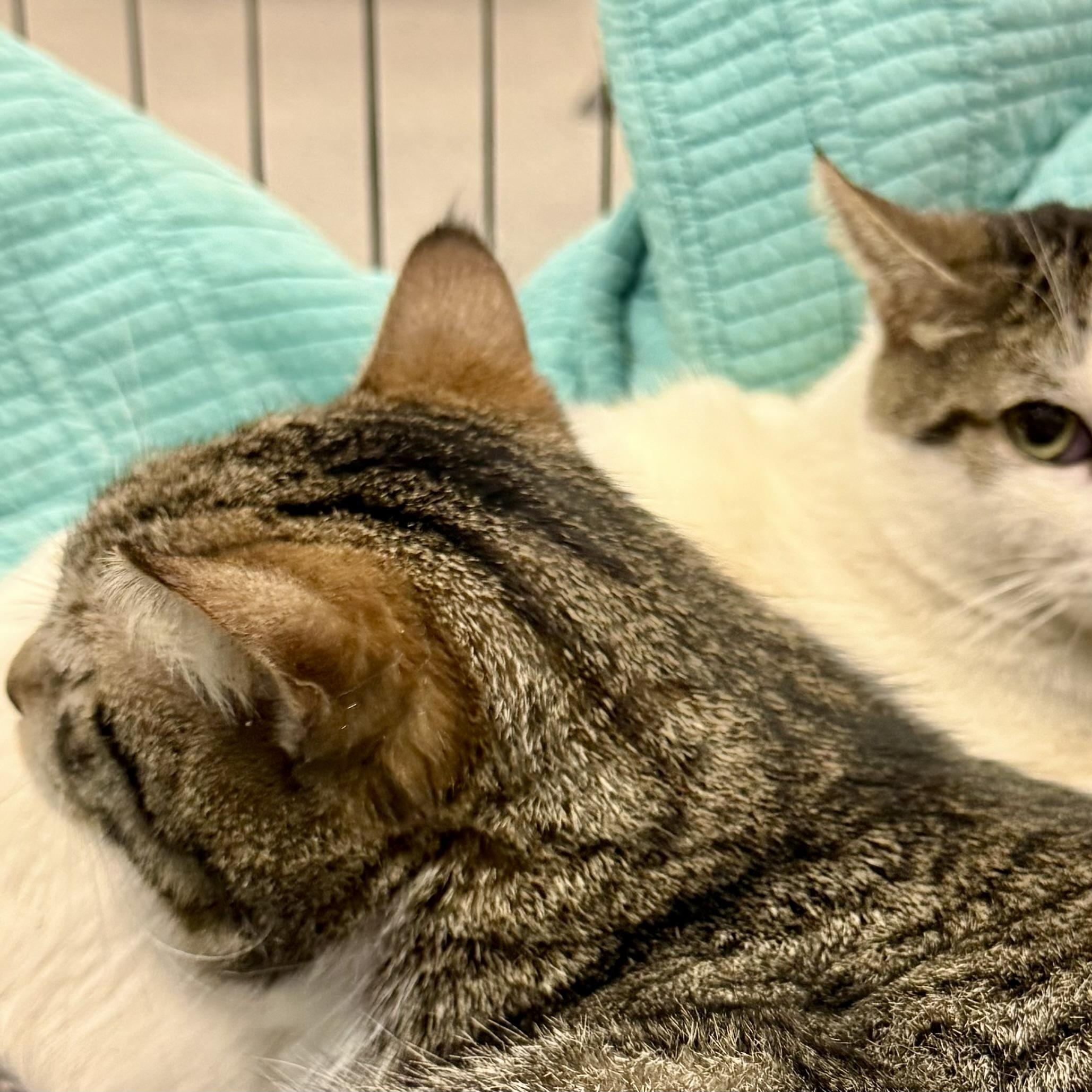 Enlarge OLIVER L (LEO’S BROTHER), an adopted Tabby in Yonkers, NY image 4/5