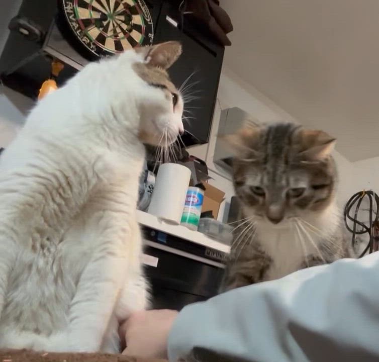 Enlarge OLIVER L (LEO’S BROTHER), an adopted Tabby in Yonkers, NY video 5/5