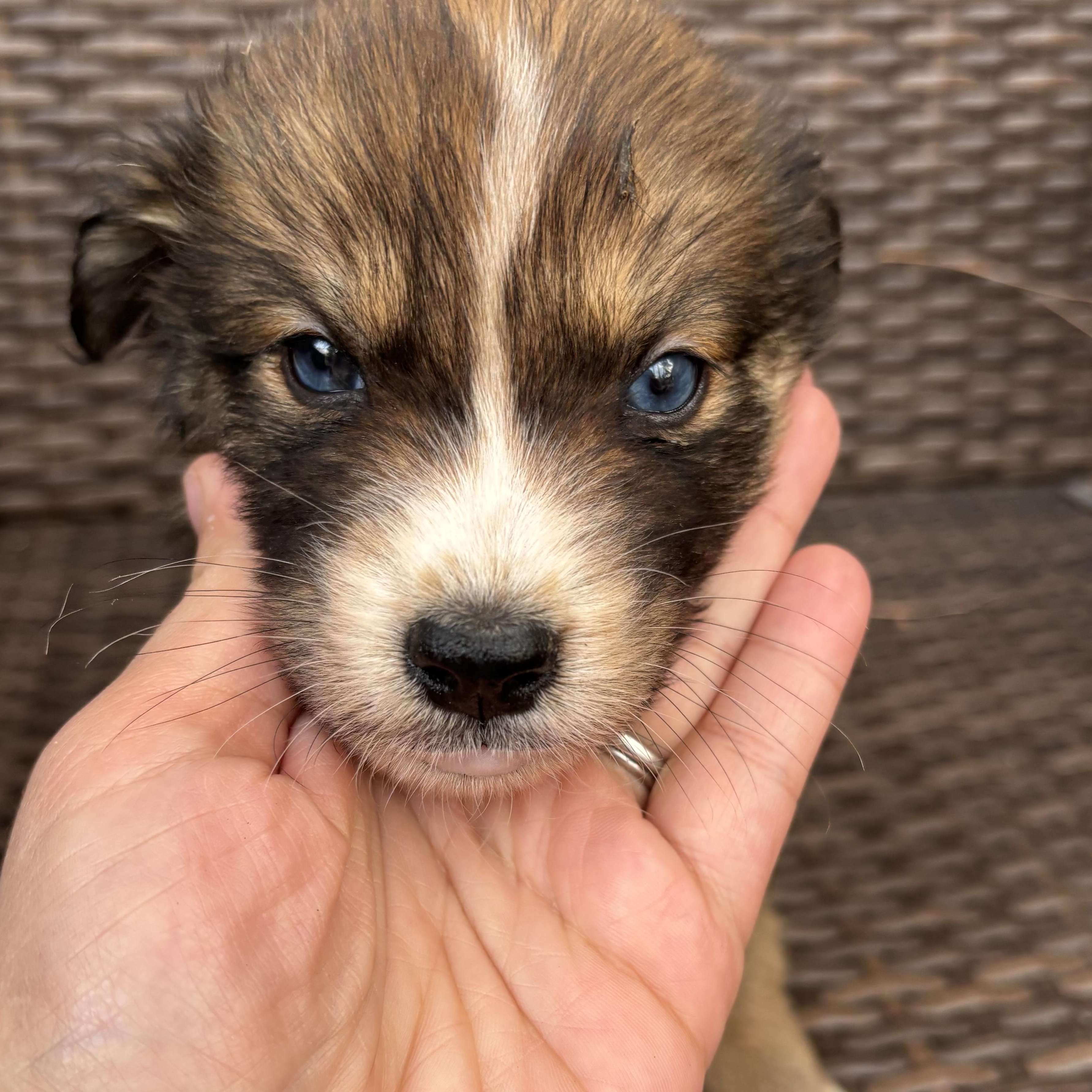 Ash, an adopted Foxhound in Orlando, FL image 2/5