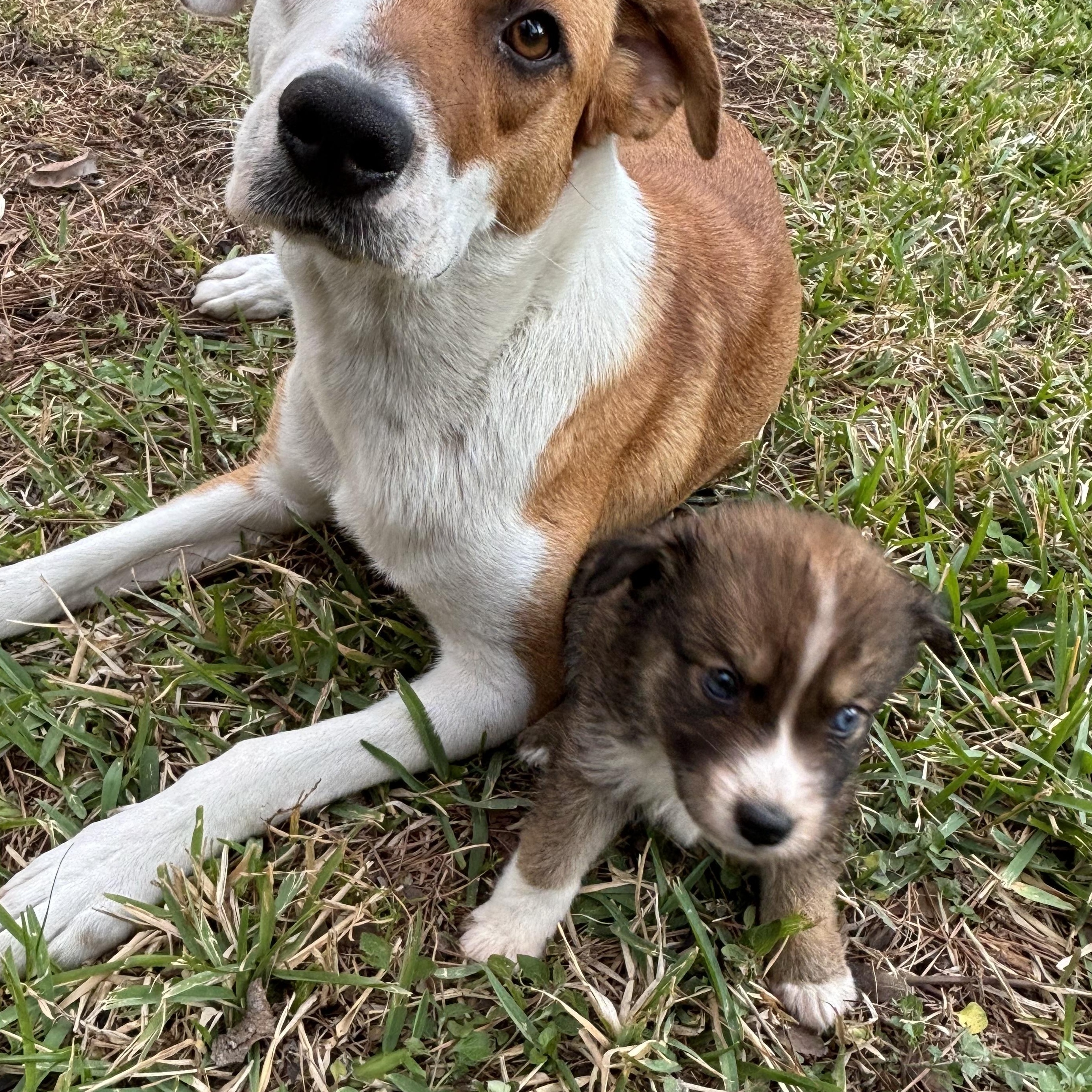 Ash, an adopted Foxhound in Orlando, FL image 5/5