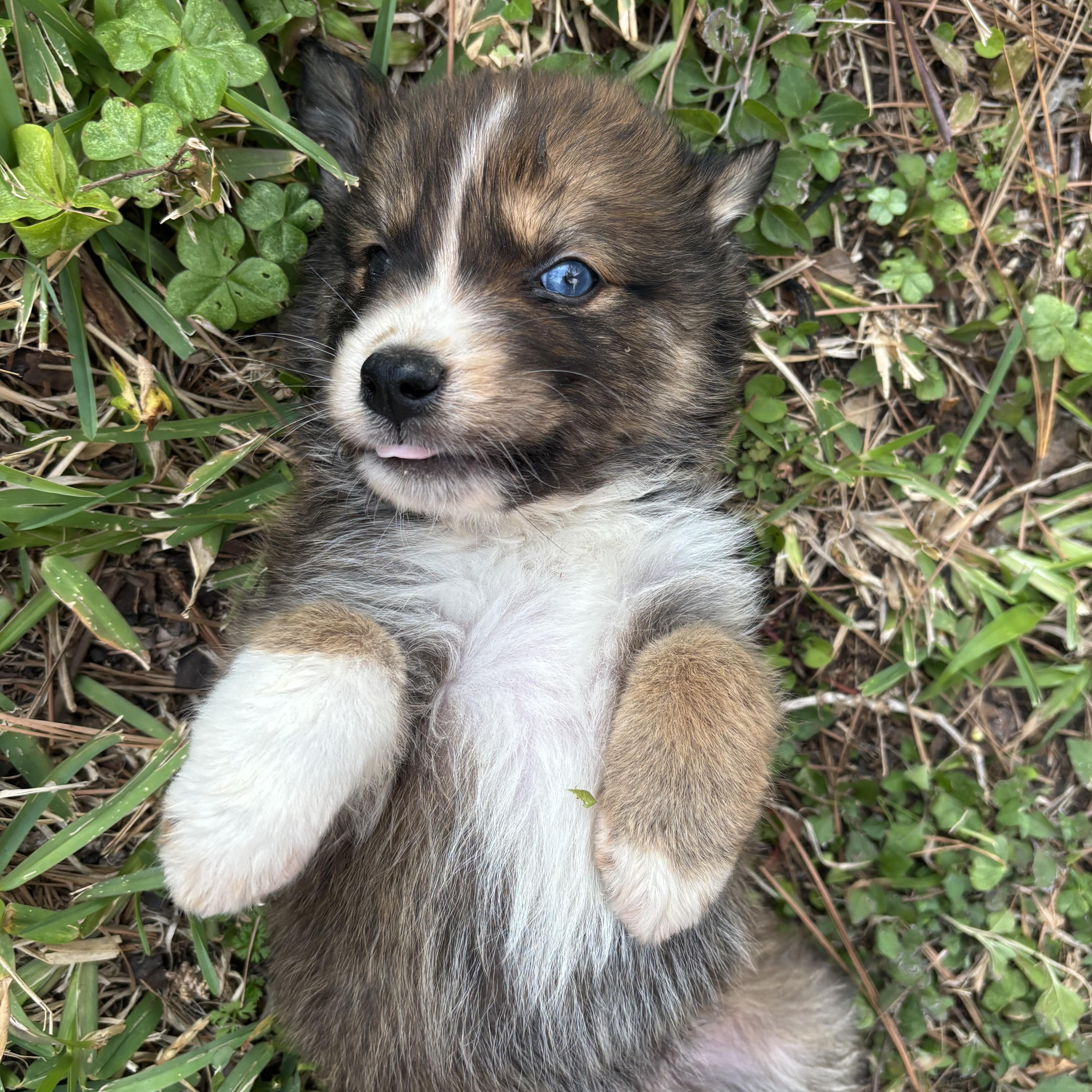 Ash, adopted, Puppy Male Foxhound.