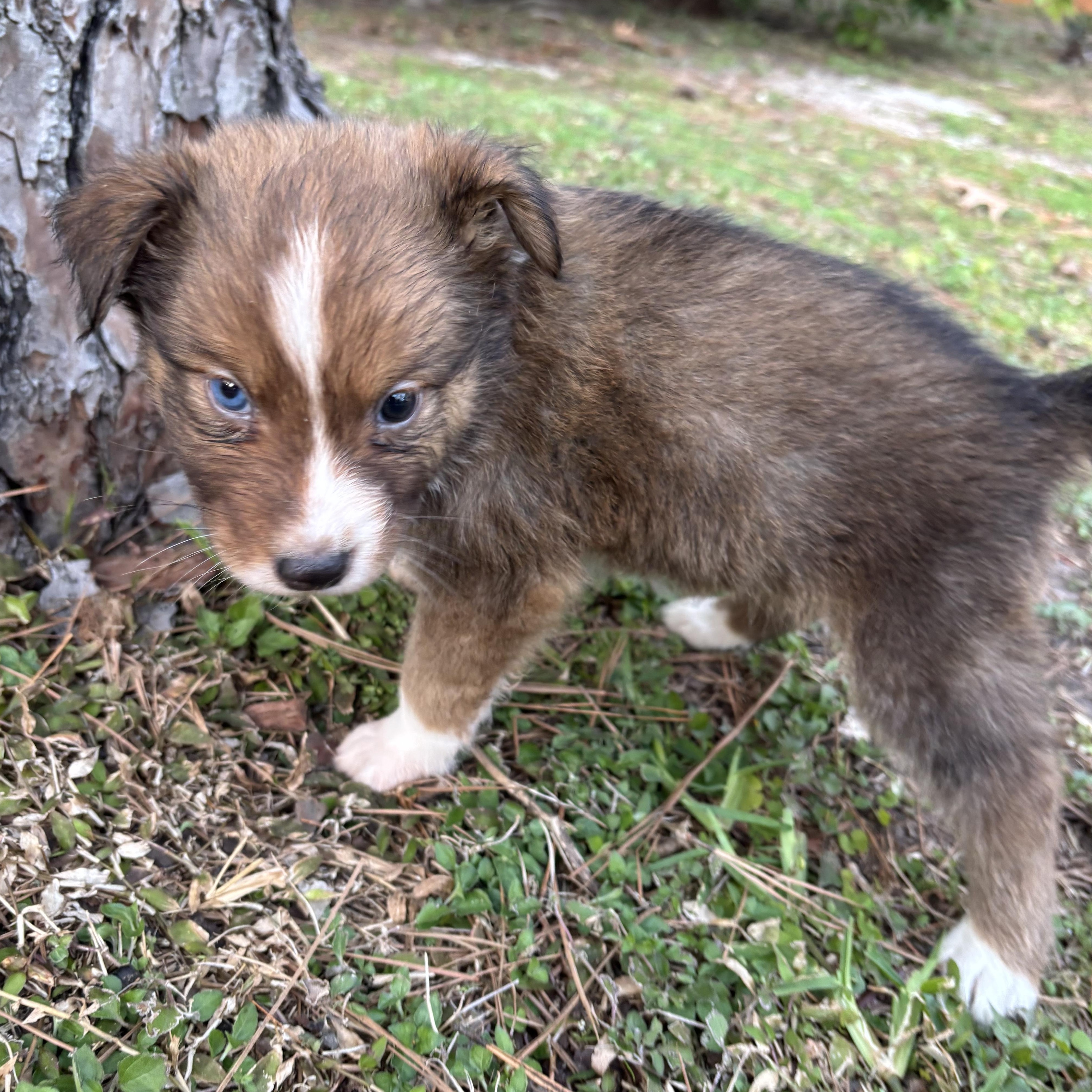 Ash, an adopted Foxhound in Orlando, FL image 3/5