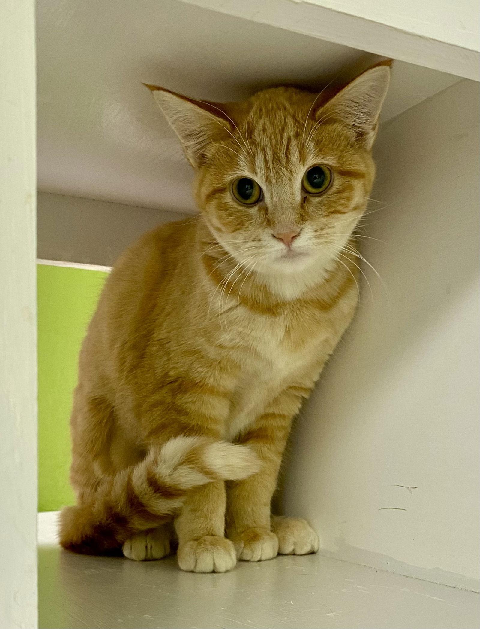 Enlarge Master Disaster, a Adoptable Domestic Short Hair in Fargo, ND image 1/1