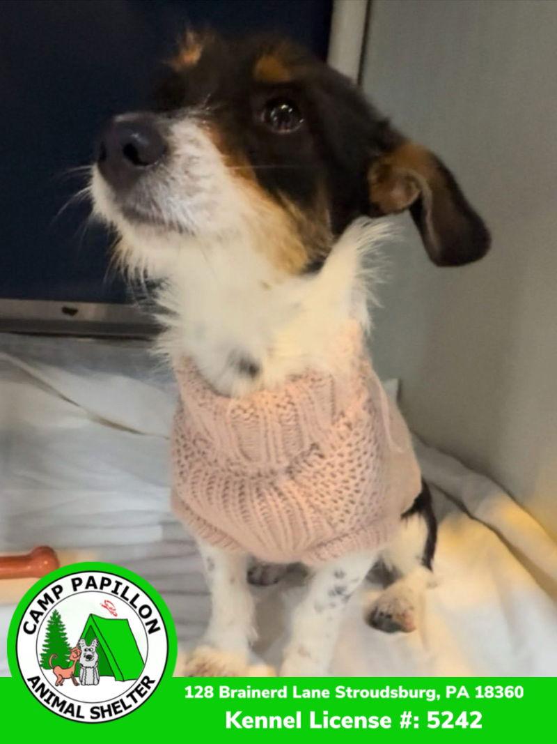 Aladdin, Adoptable, Young Male Jack Russell Terrier & Shih Tzu.