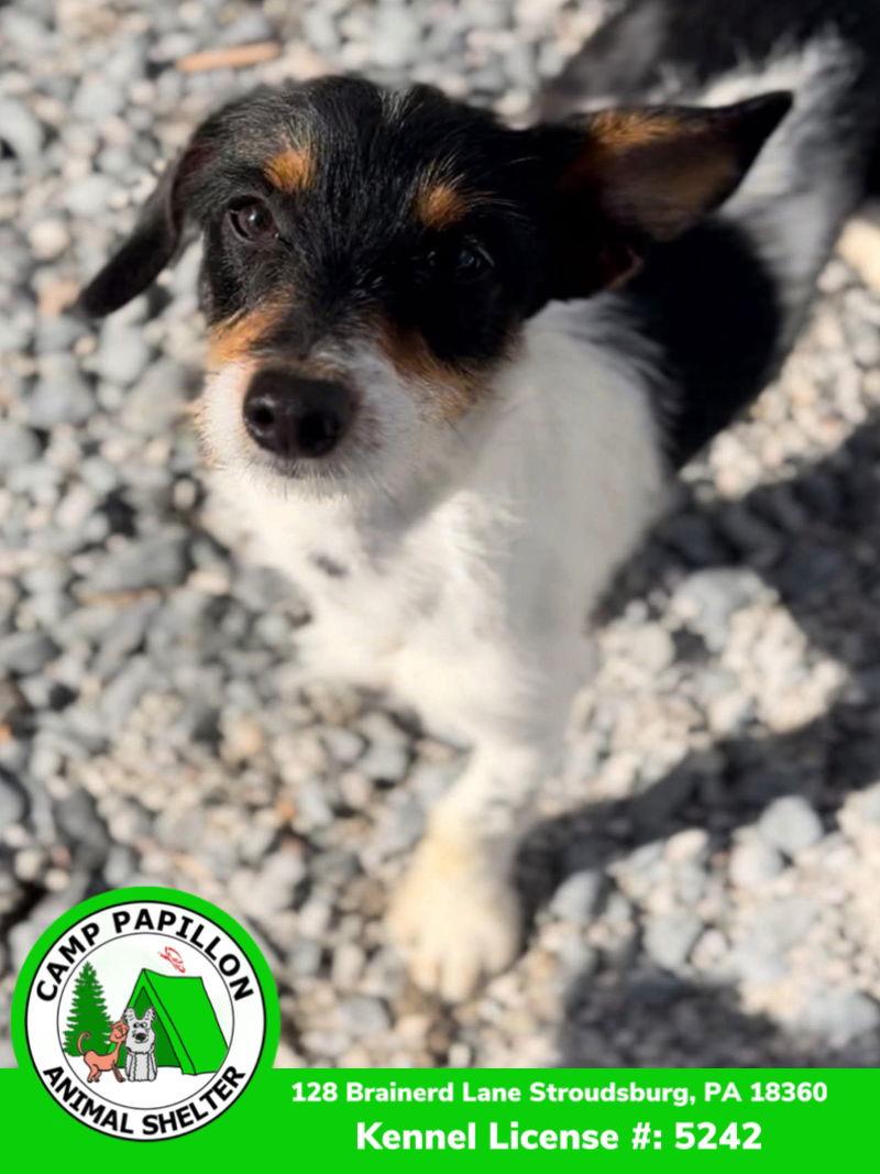 Aladdin, a Adoptable mixed breed in Stroudsburg, PA image 2/3