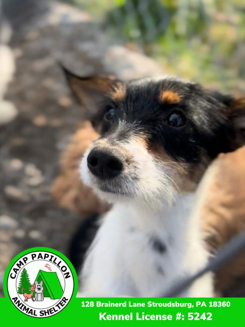 Aladdin, a Adoptable mixed breed in Stroudsburg, PA image 3/3