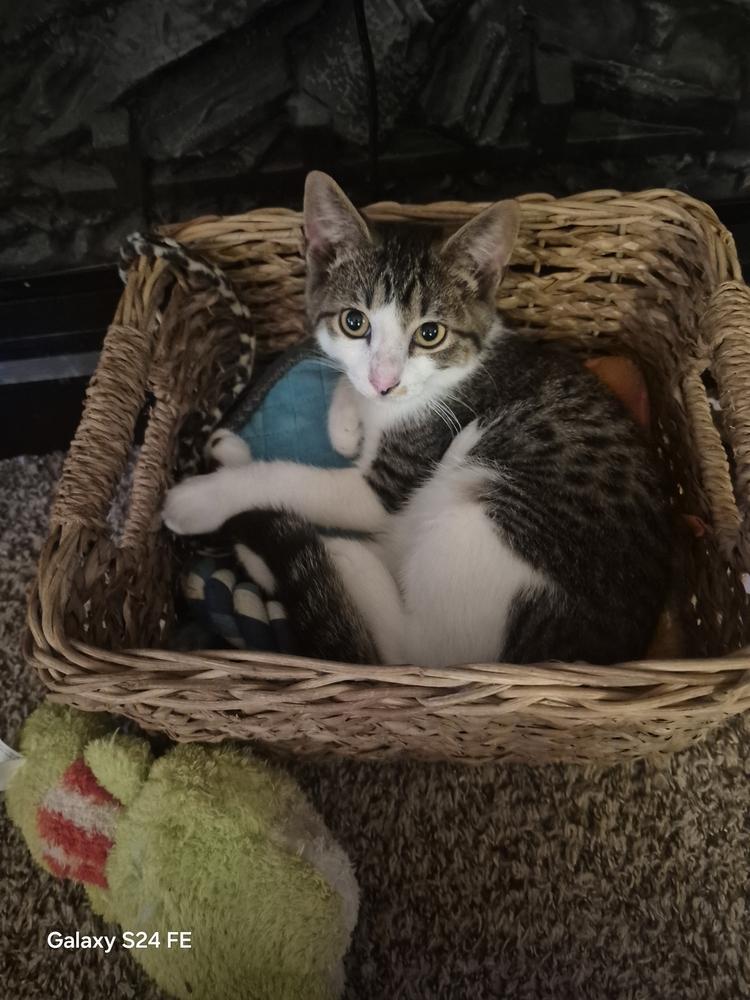 Spice, Adoptable, Young Male Domestic Short Hair.
