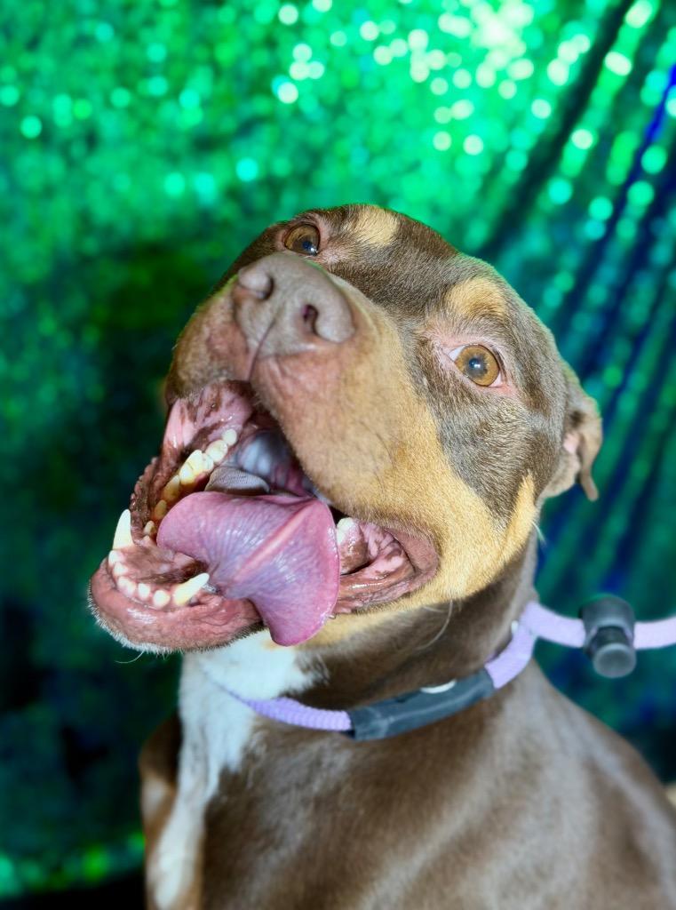 SADIE, Adoptable, Young Female Terrier.