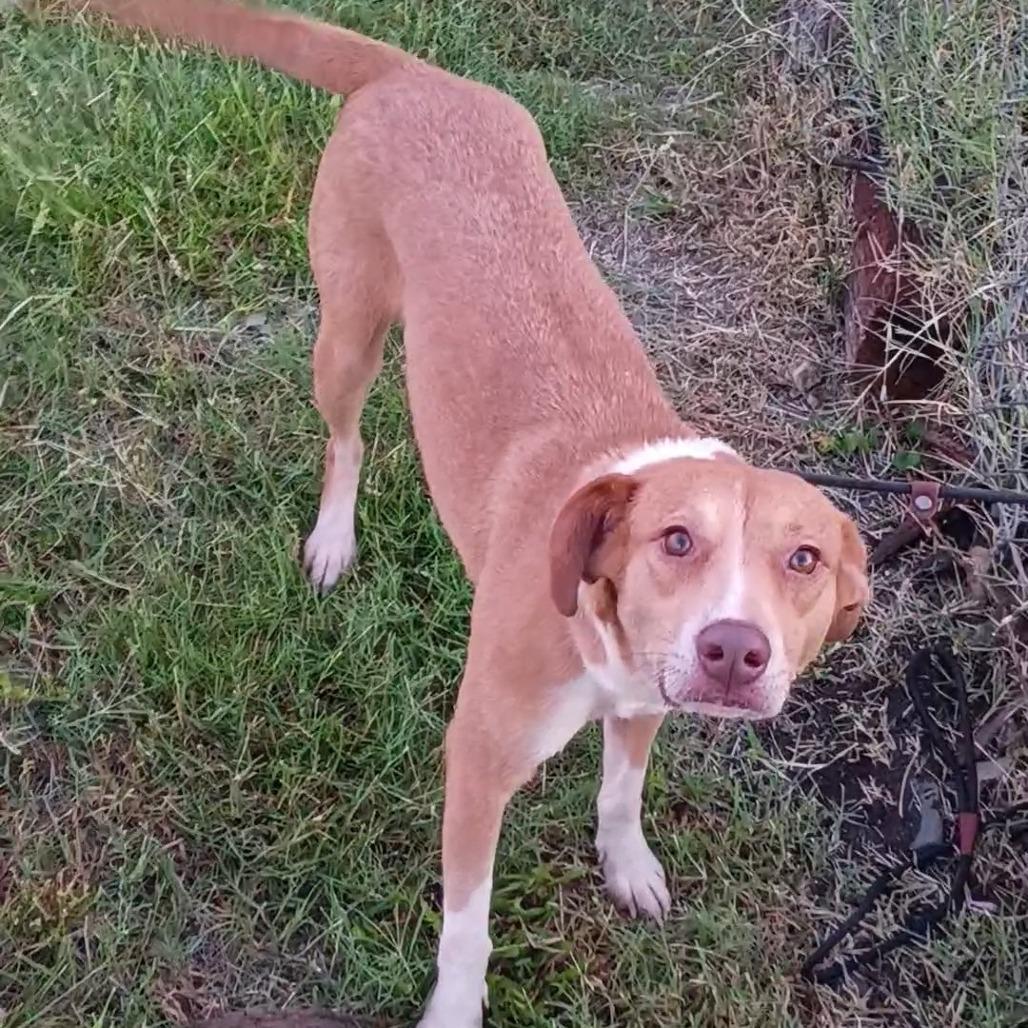 Pippi D47097, Adoptable, Adult Female Mixed Breed.