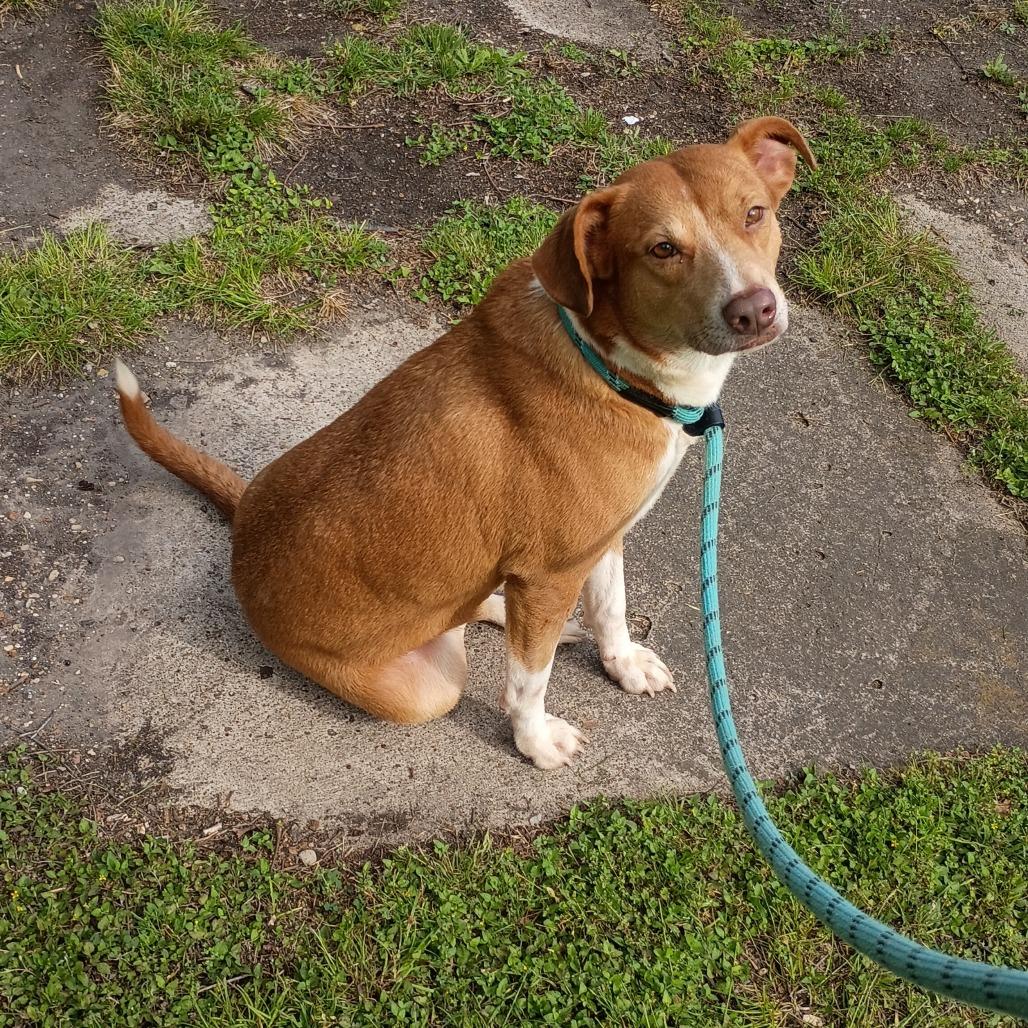 Enlarge Pippi D47097, a Adoptable Mixed Breed in Corsicana, TX image 2/5