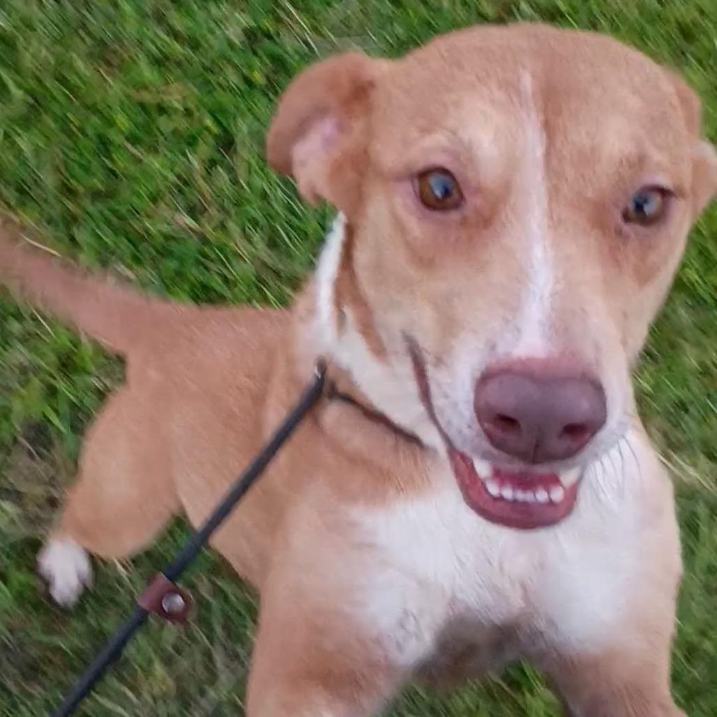 Enlarge Pippi D47097, a Adoptable Mixed Breed in Corsicana, TX image 2/3