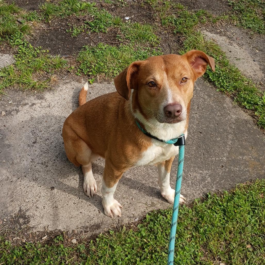 Enlarge Pippi D47097, a Adoptable Mixed Breed in Corsicana, TX image 4/5