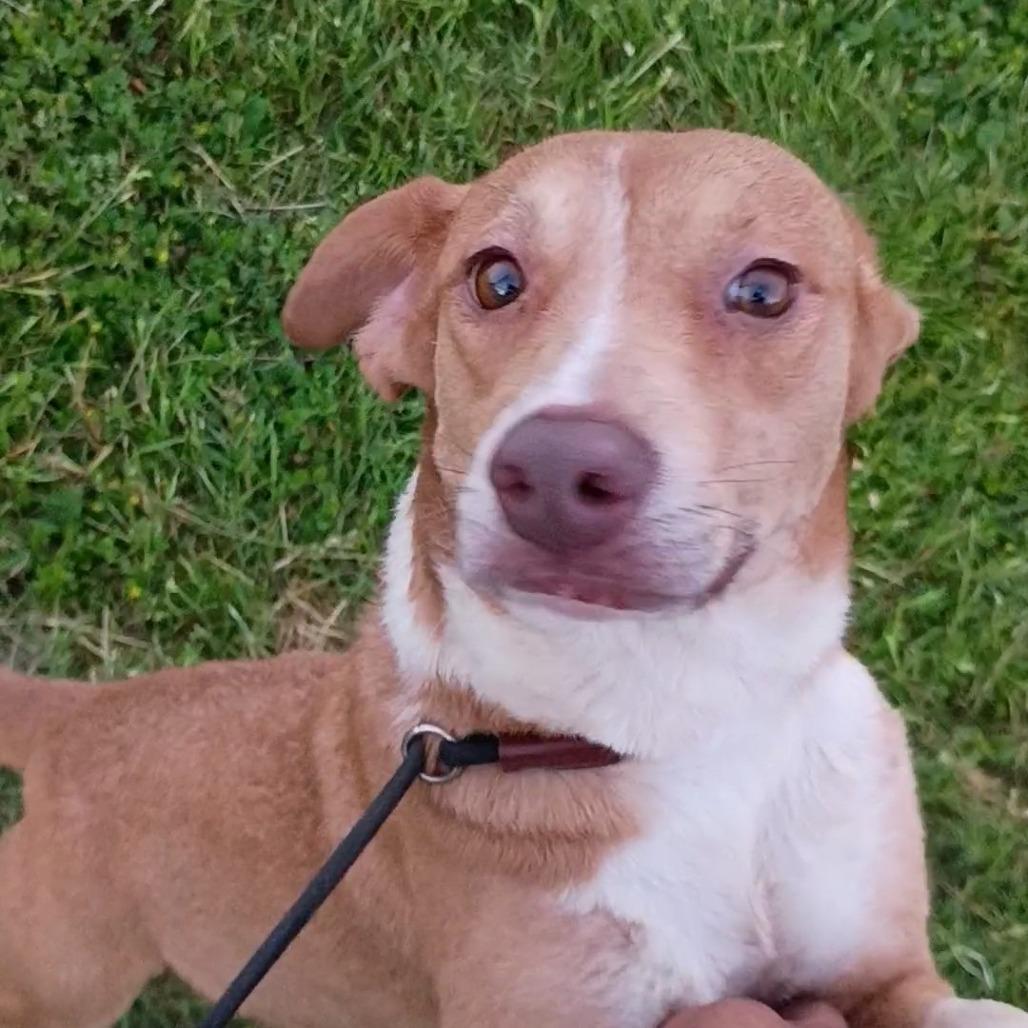 Enlarge Pippi D47097, a Adoptable Mixed Breed in Corsicana, TX image 3/3