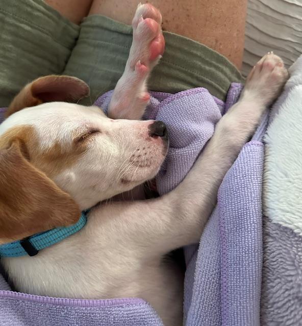 Jake Beagle Dog