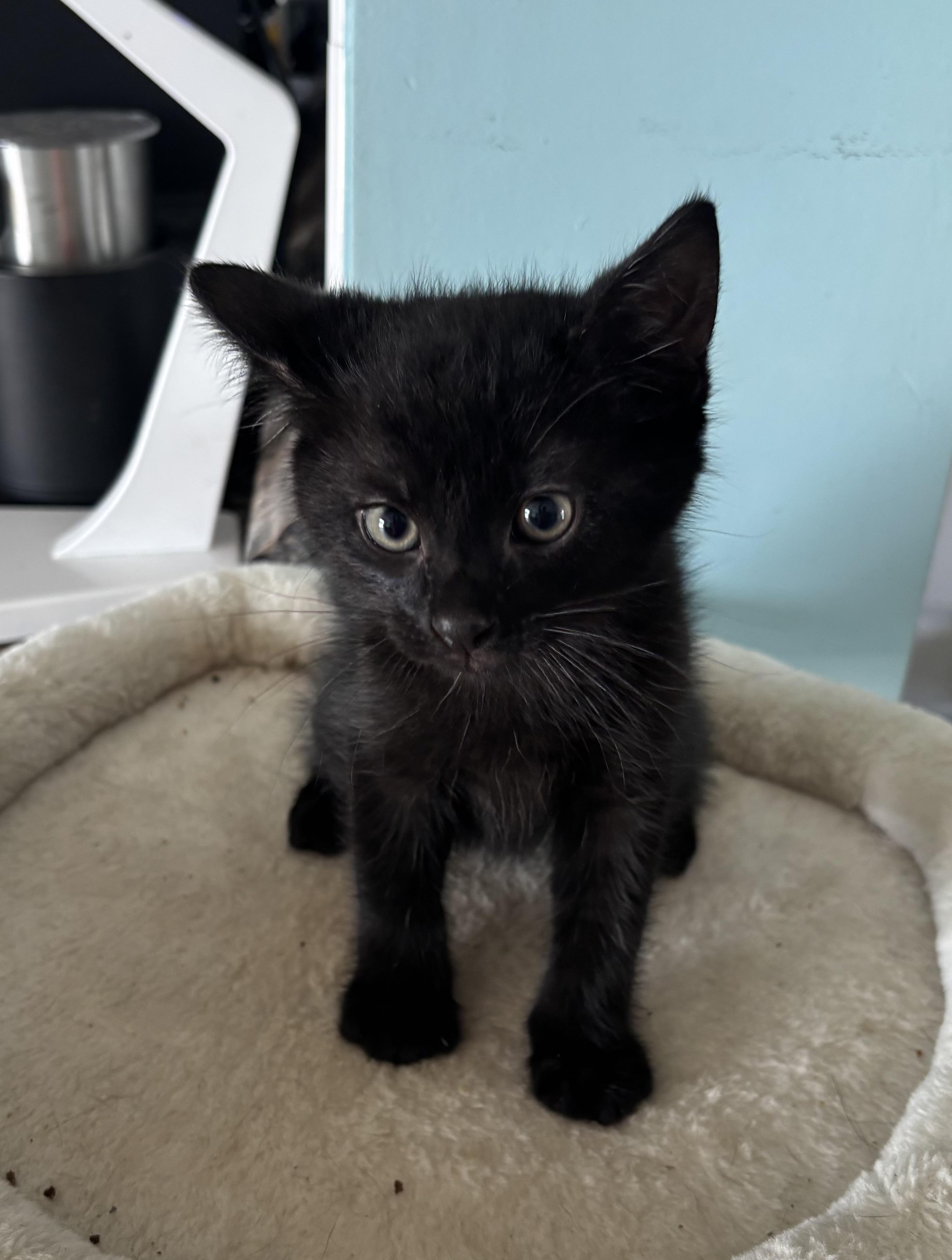 Enlarge Pooh Bear, an adopted Domestic Short Hair in GREENVILLE, NC image 1/1
