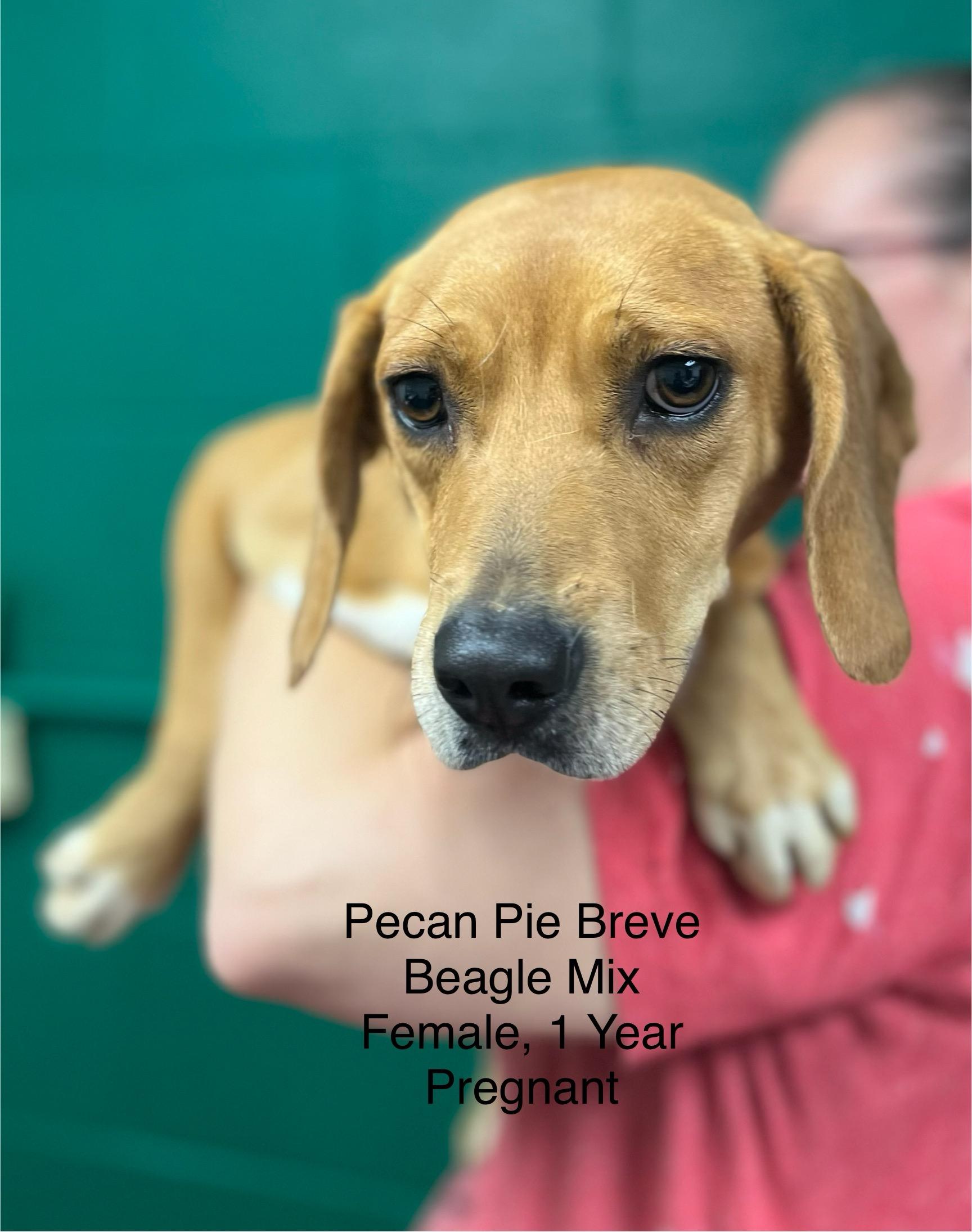 Enlarge Pecan Pie Breve, a Adoptable mixed breed in Blue Springs, MO image 1/1
