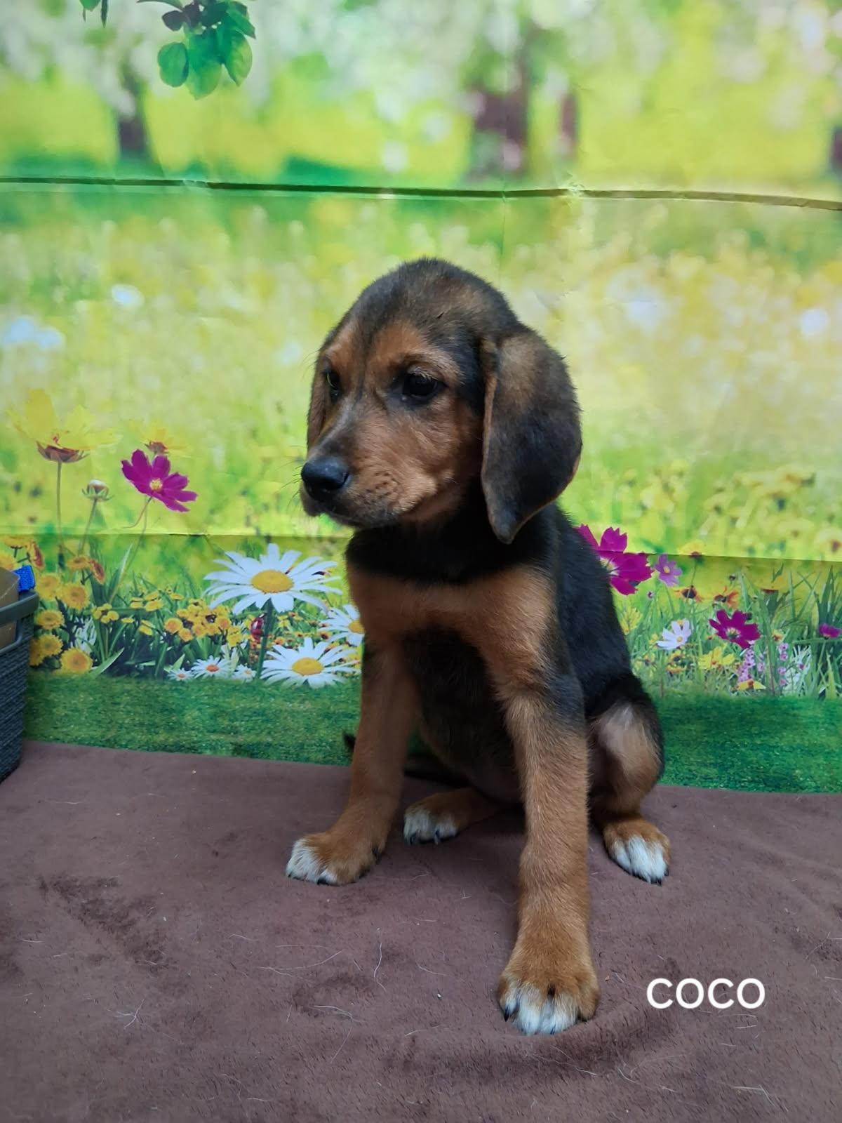 Coco, adopted, Puppy Female Labrador Retriever.