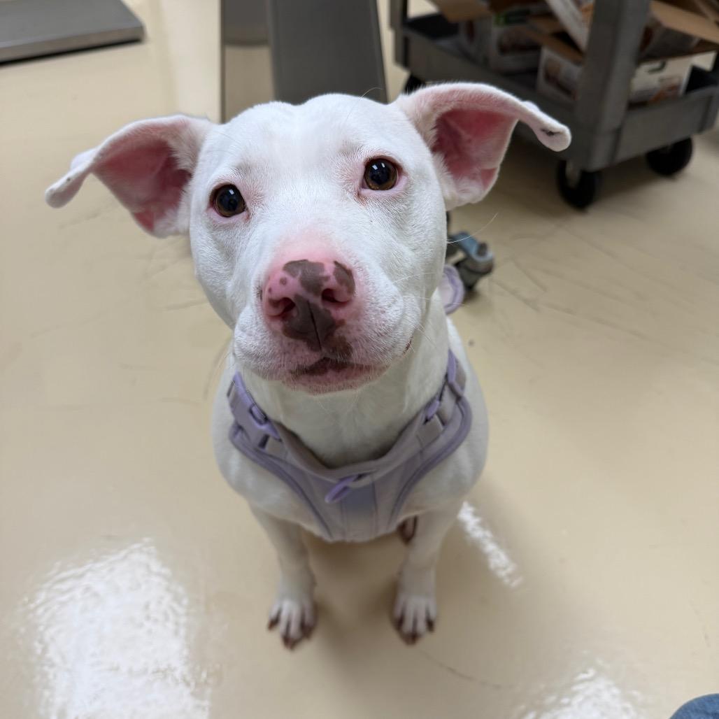 Enlarge Angel, a Adoptable mixed breed in Winston-Salem, NC image 1/2