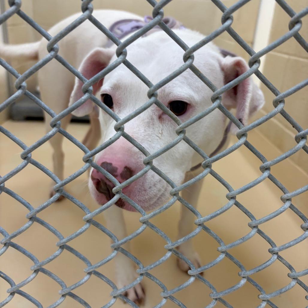 Enlarge Angel, a Adoptable mixed breed in Winston-Salem, NC image 2/2