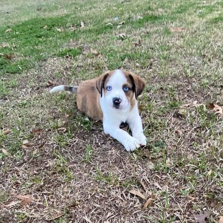 Enlarge Maverick, a Adoptable mixed breed in North Grafton, MA image 6/6