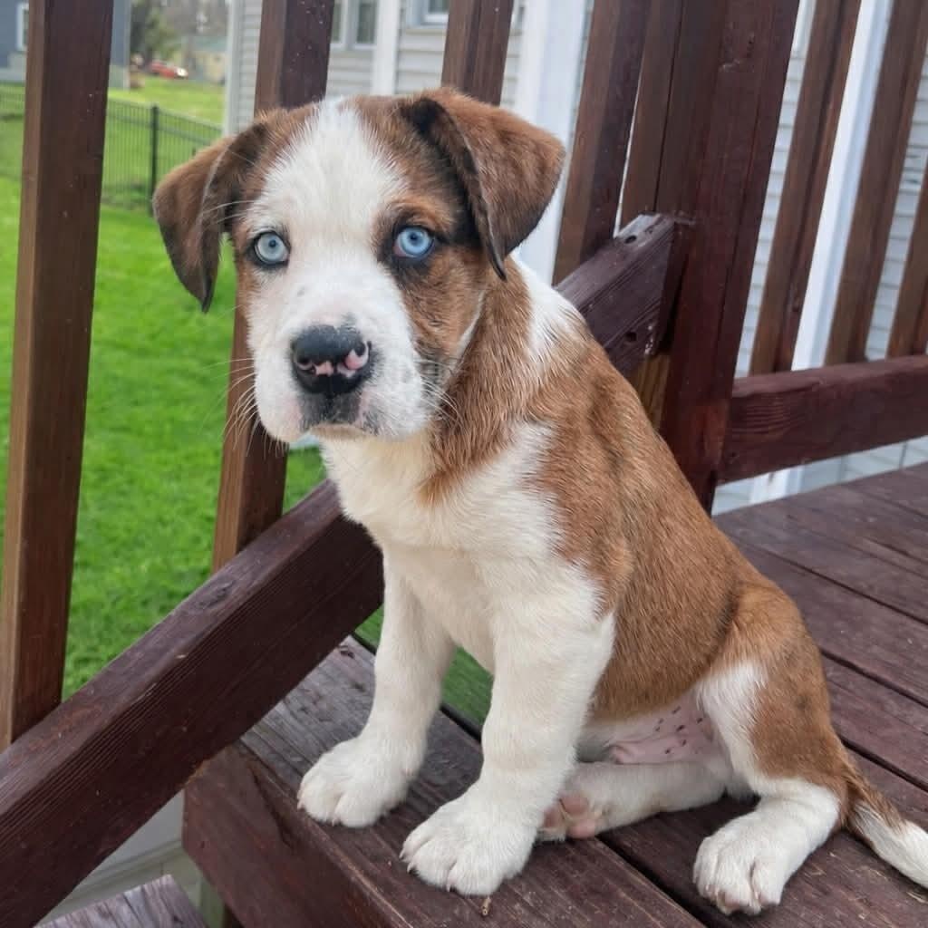 Enlarge Maverick, a Adoptable mixed breed in North Grafton, MA image 1/6