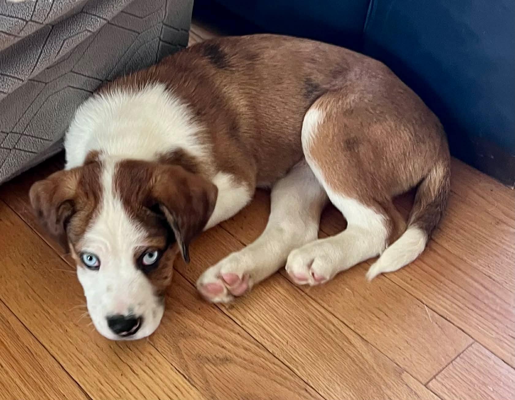 Enlarge Maverick, a Adoptable mixed breed in North Grafton, MA image 4/6