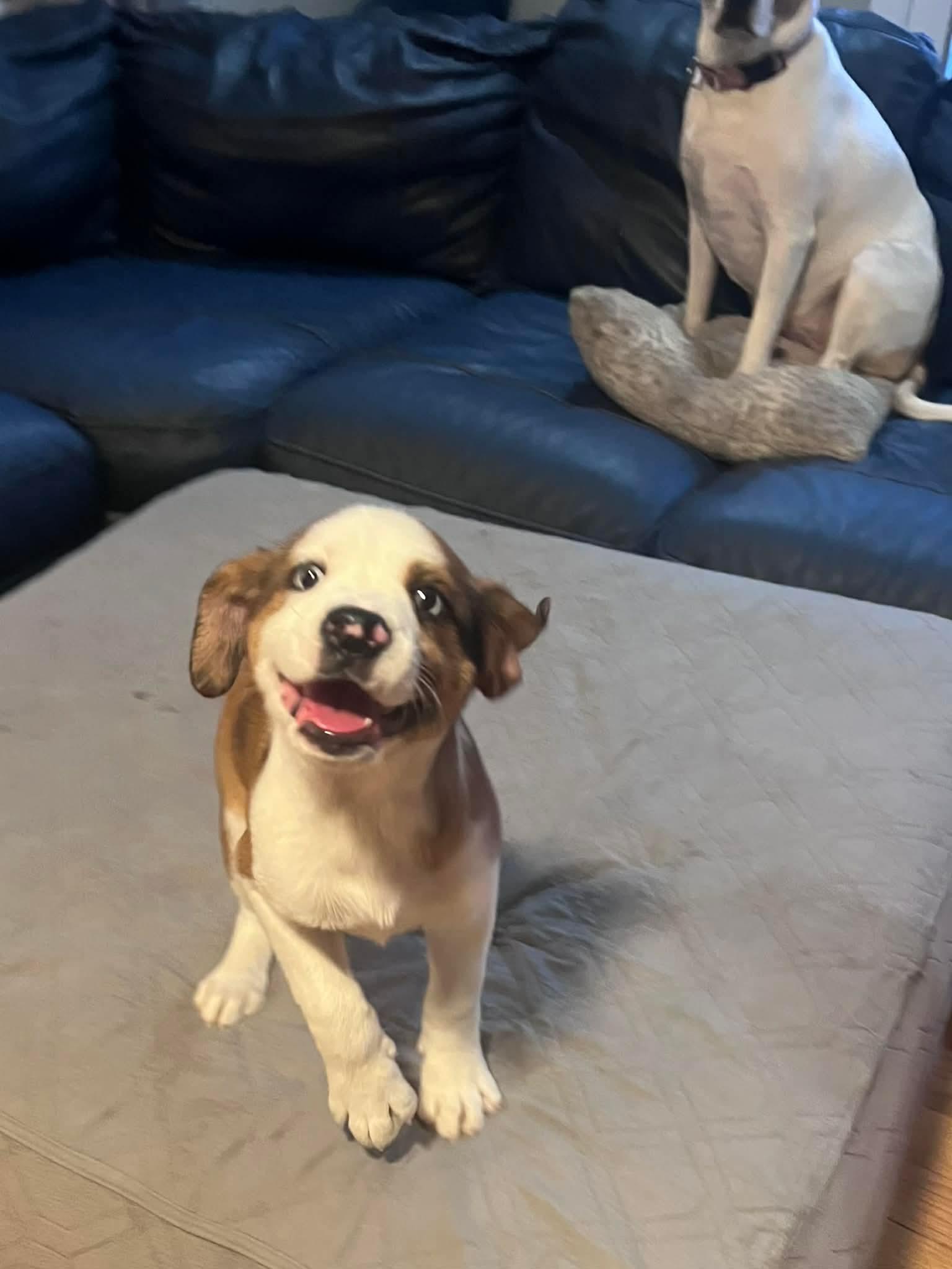 Enlarge Maverick, a Adoptable mixed breed in North Grafton, MA image 5/6