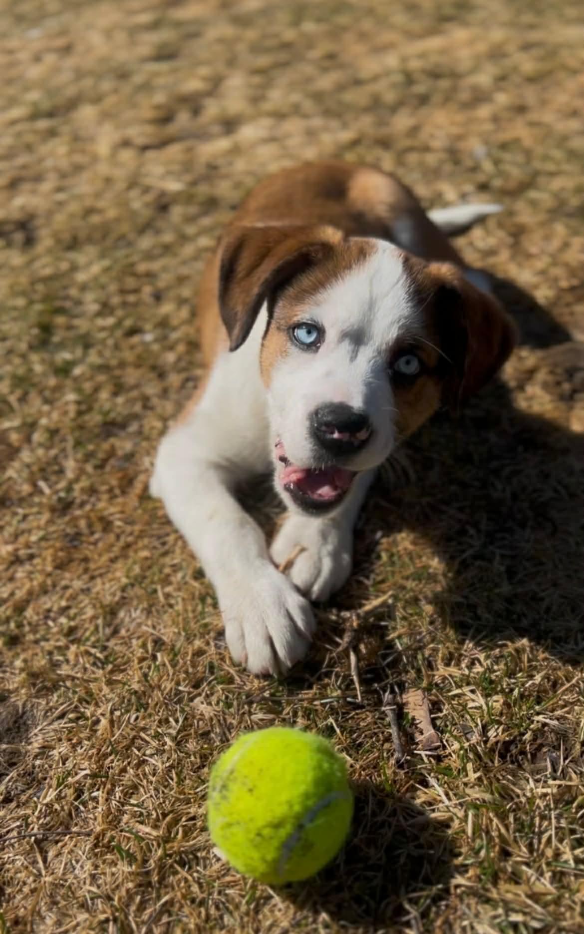 Enlarge Maverick, a Adoptable mixed breed in North Grafton, MA image 2/6