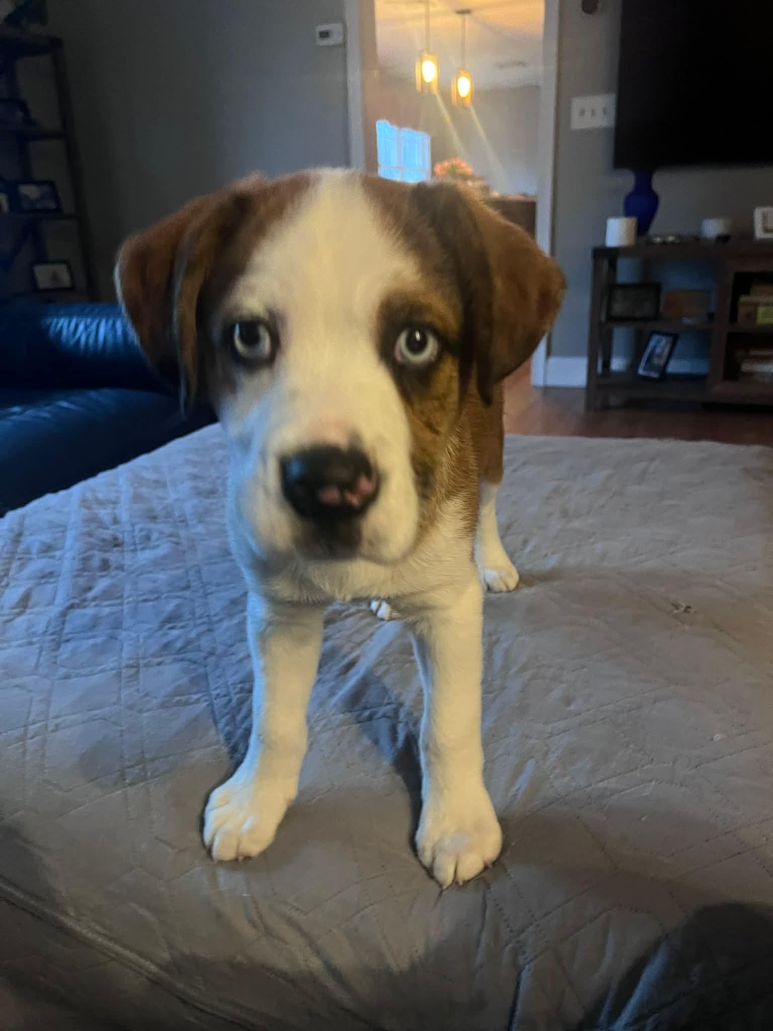 Enlarge Maverick, a Adoptable mixed breed in North Grafton, MA image 3/6