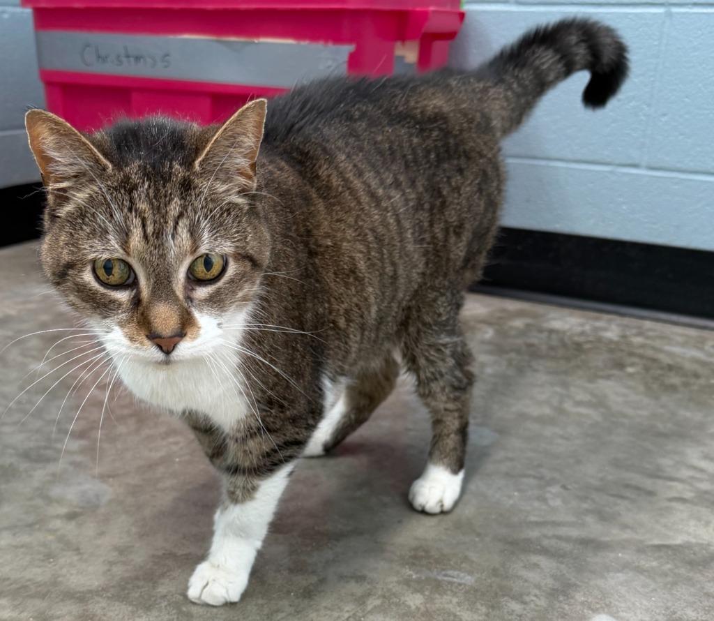 Alvin, adopted, Young Male Domestic Short Hair.